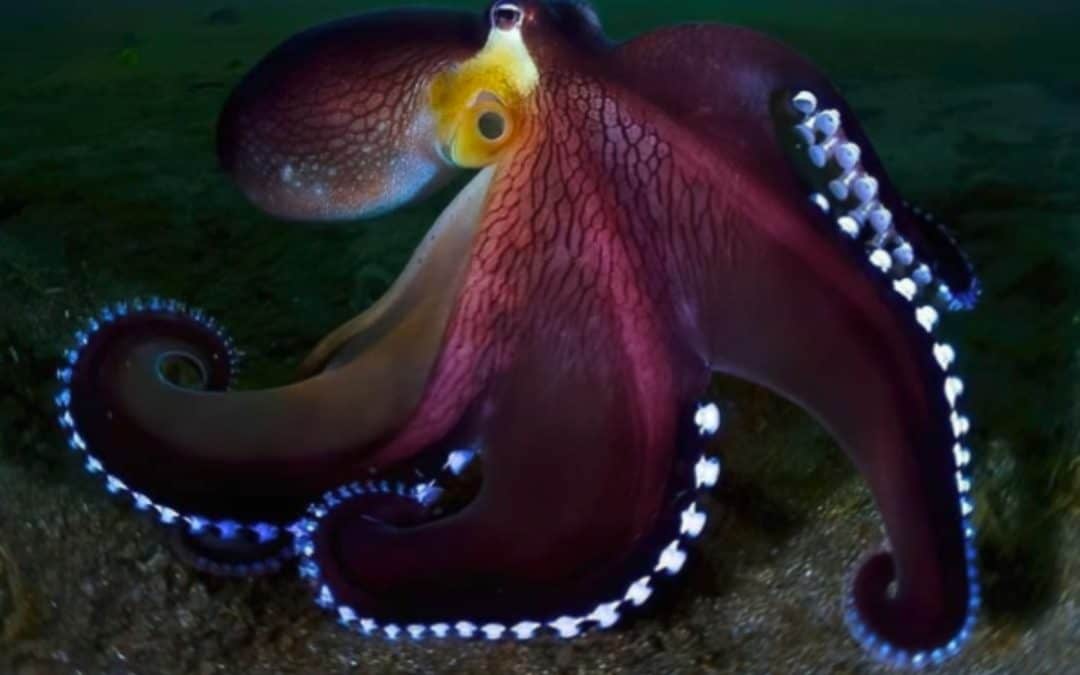 I am Octopus